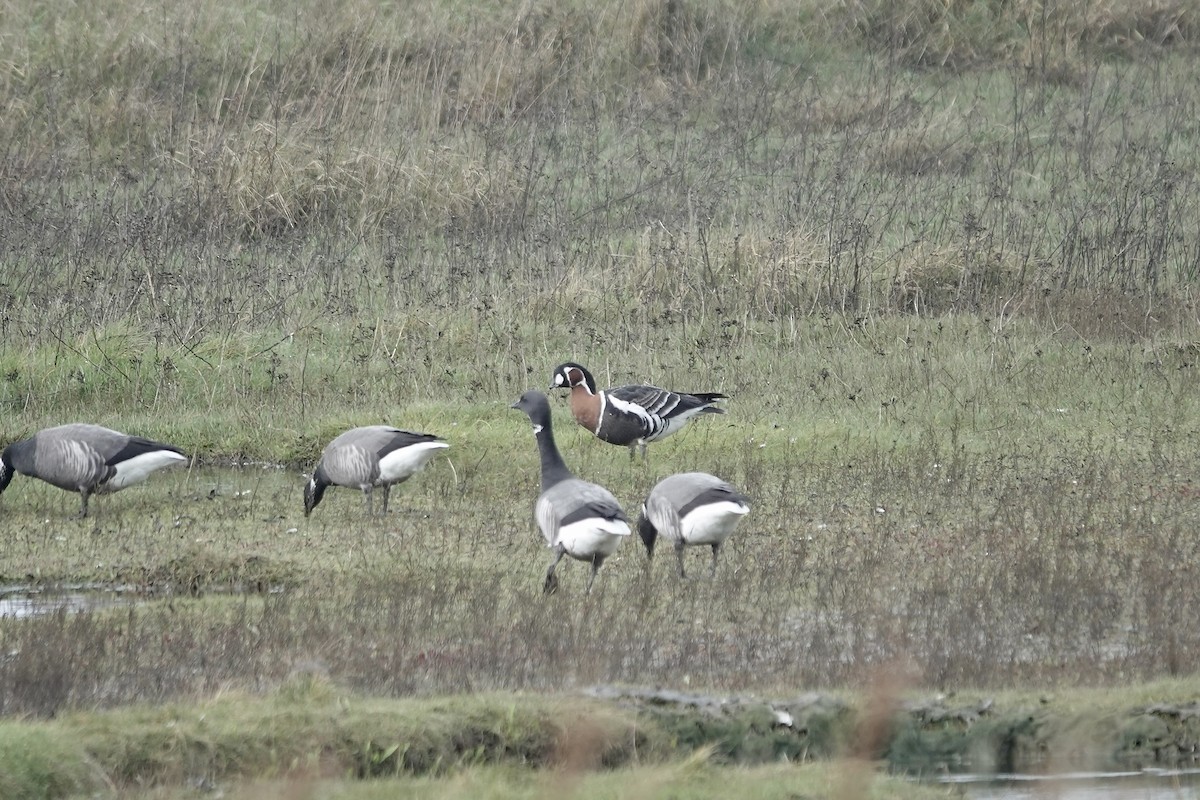 Red-breasted Goose - ML641647469