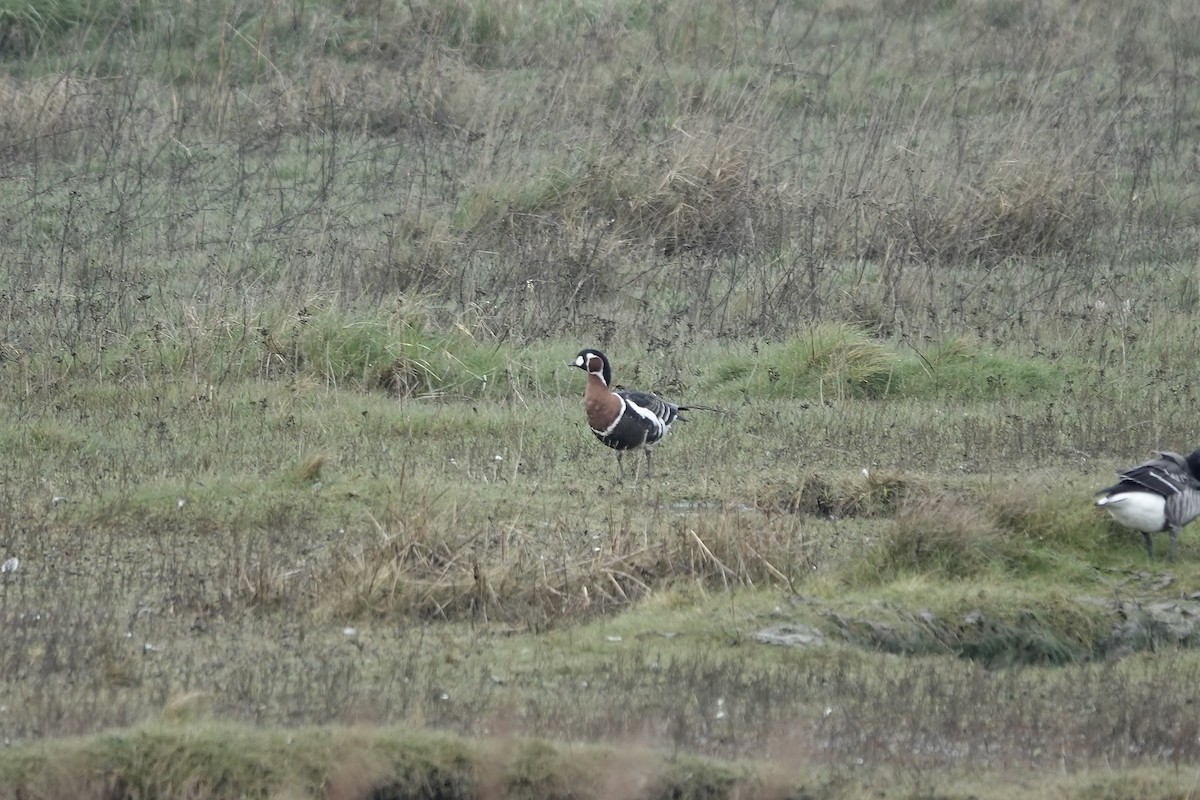 Red-breasted Goose - ML641647470