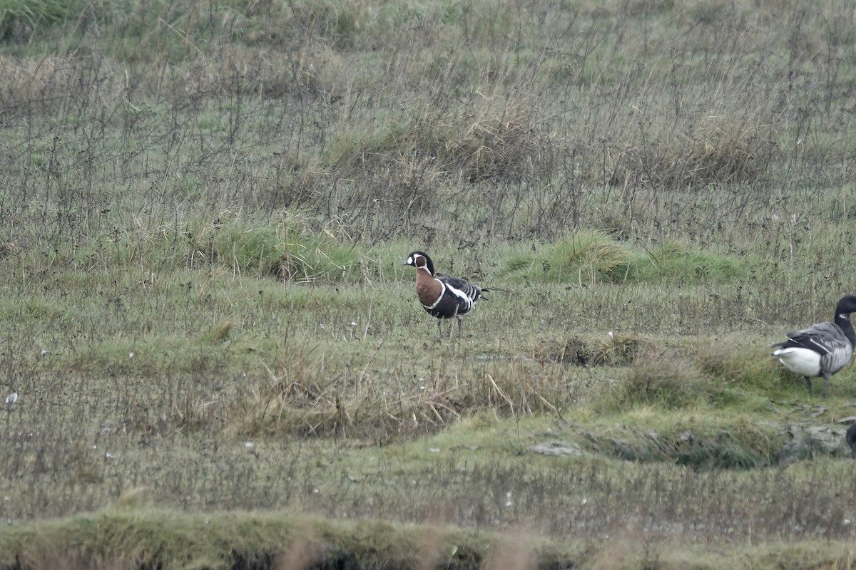 Red-breasted Goose - ML641647471