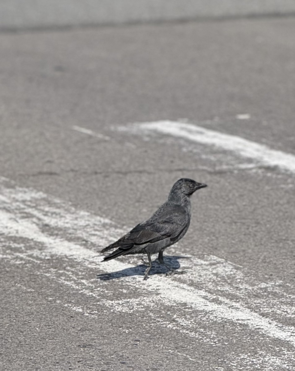 Eurasian Jackdaw - ML641647500