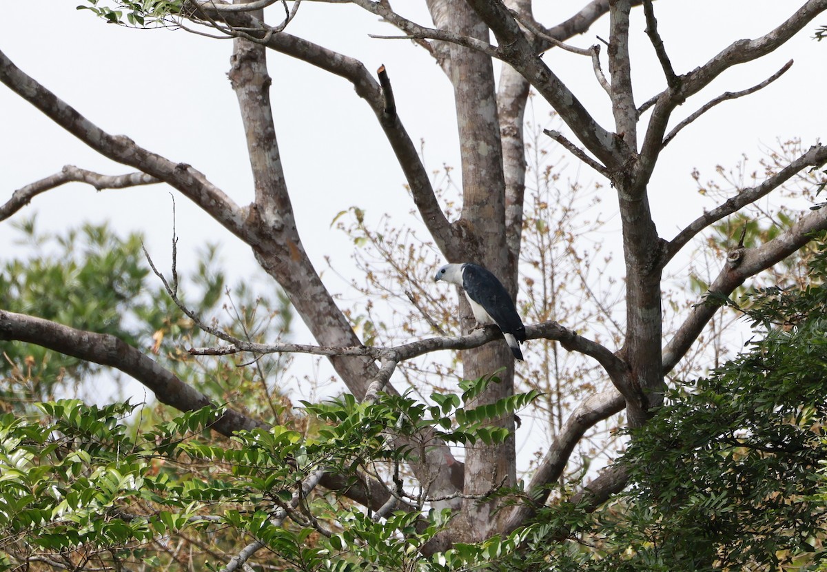 White-collared Kite - ML641647605