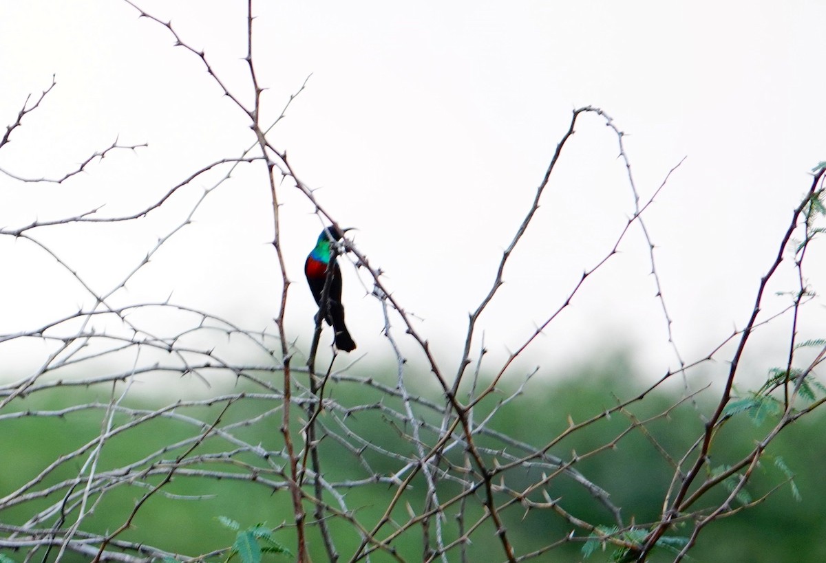 Abyssinian Sunbird - ML641647614