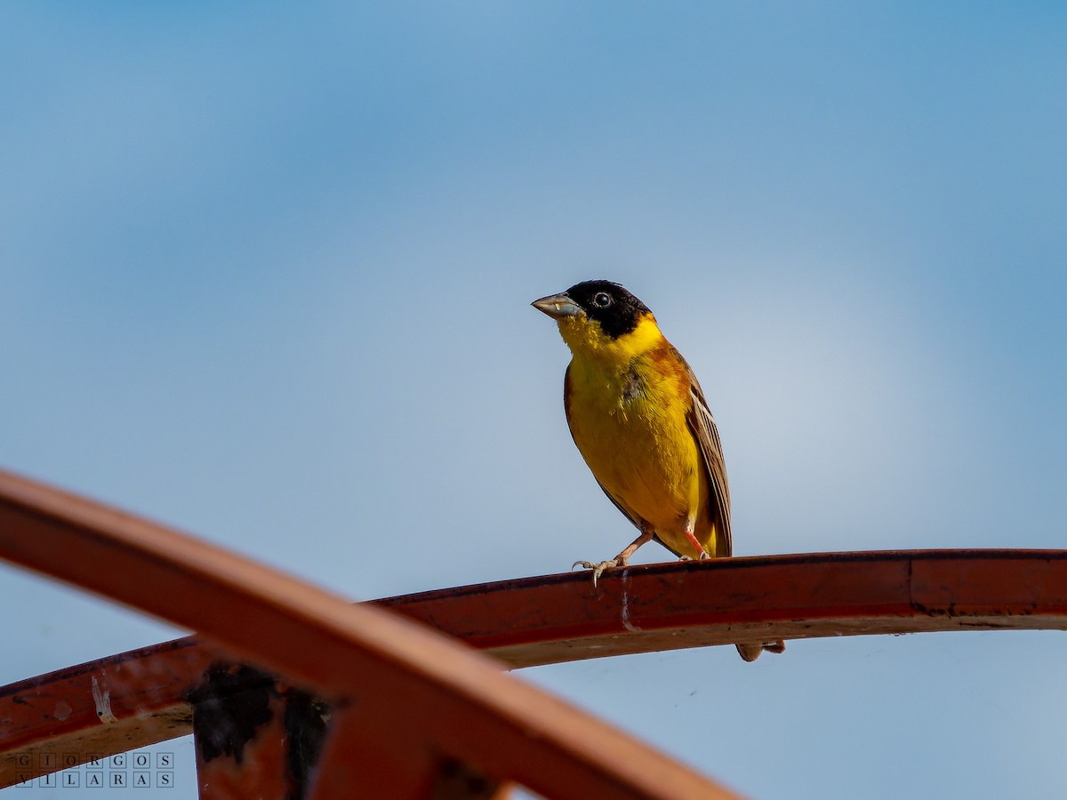 Black-headed Bunting - ML641647623