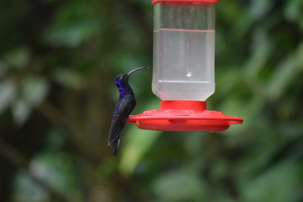 Violet Sabrewing - ML641647626