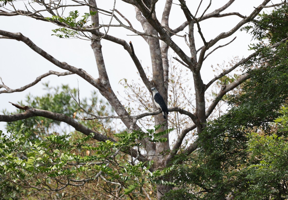 White-collared Kite - ML641647629