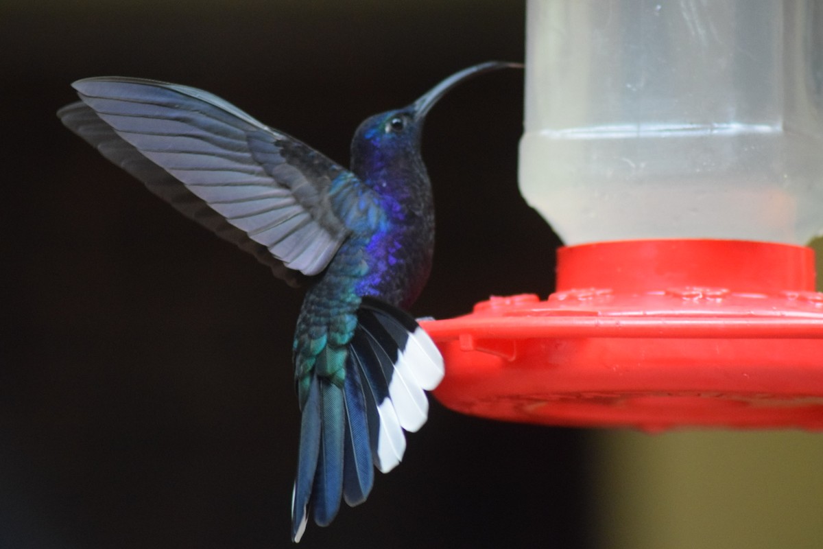 Violet Sabrewing - ML641647637