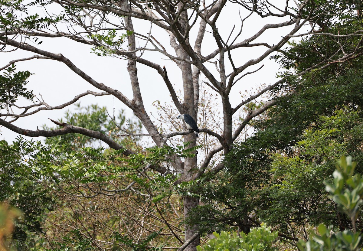 White-collared Kite - ML641647638