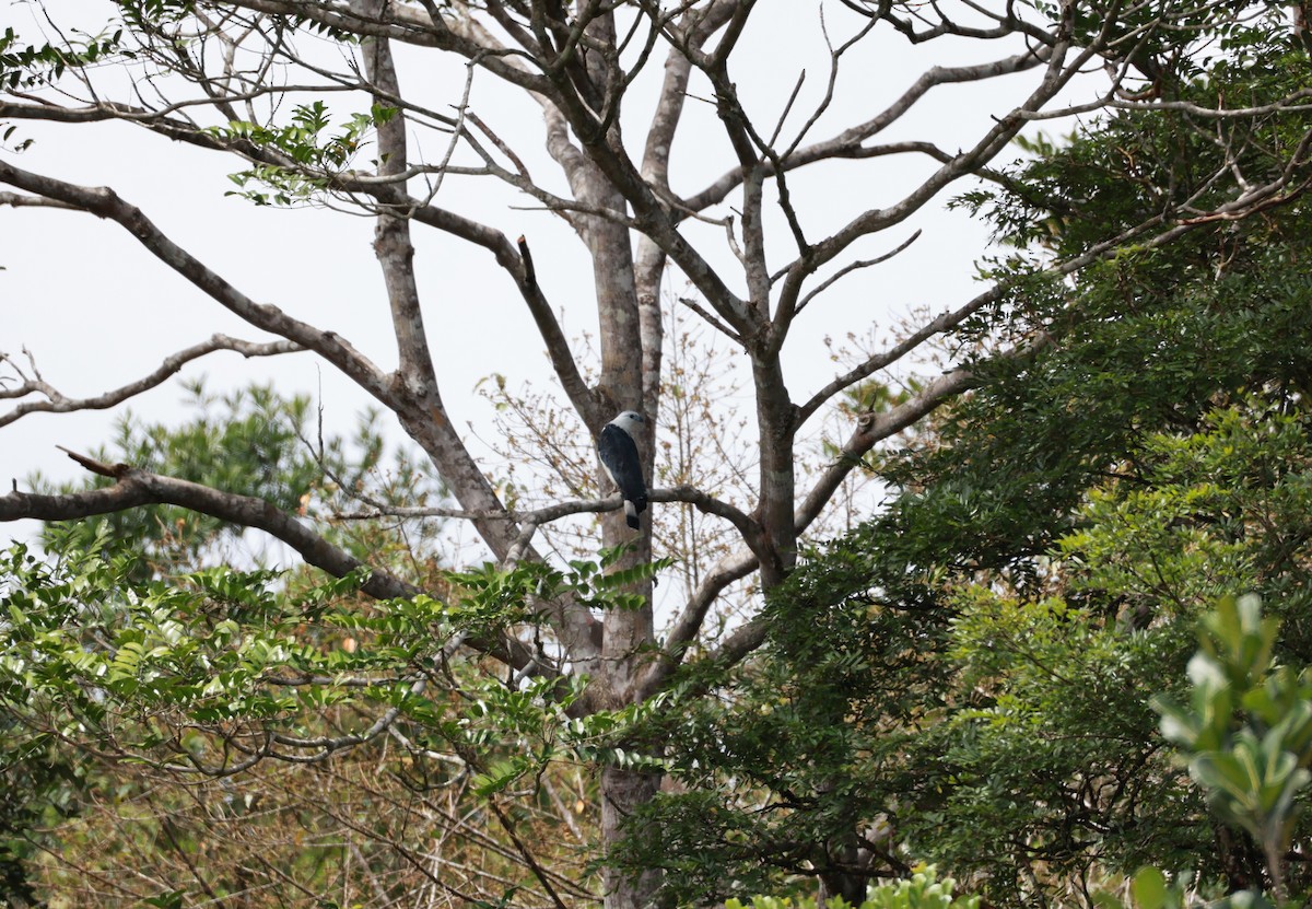 White-collared Kite - ML641647639
