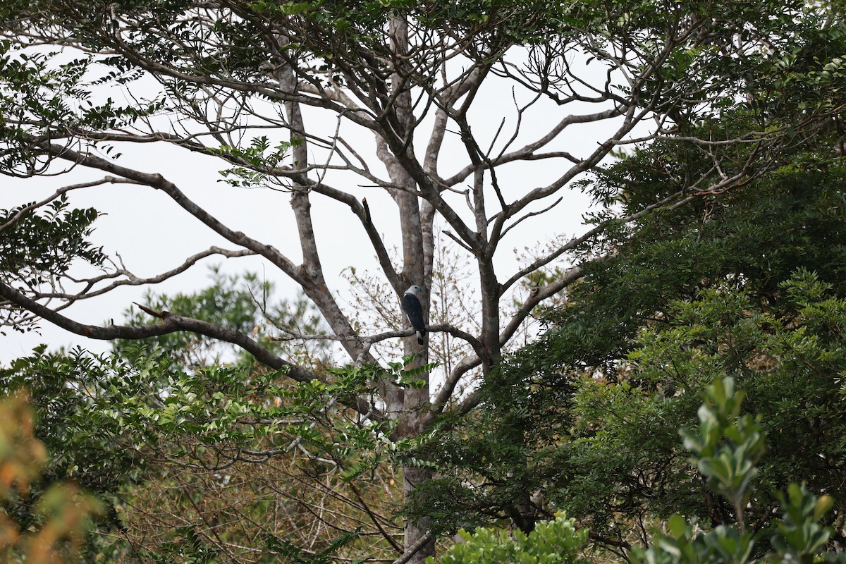 White-collared Kite - ML641647641