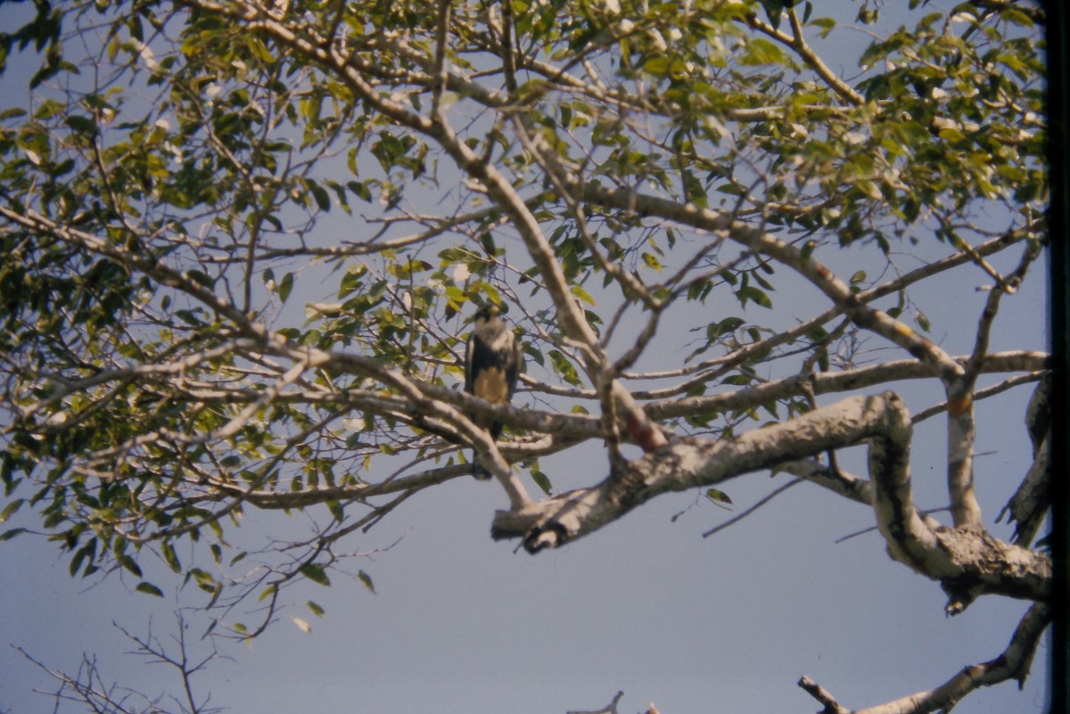 Aplomado Falcon - ML641647644