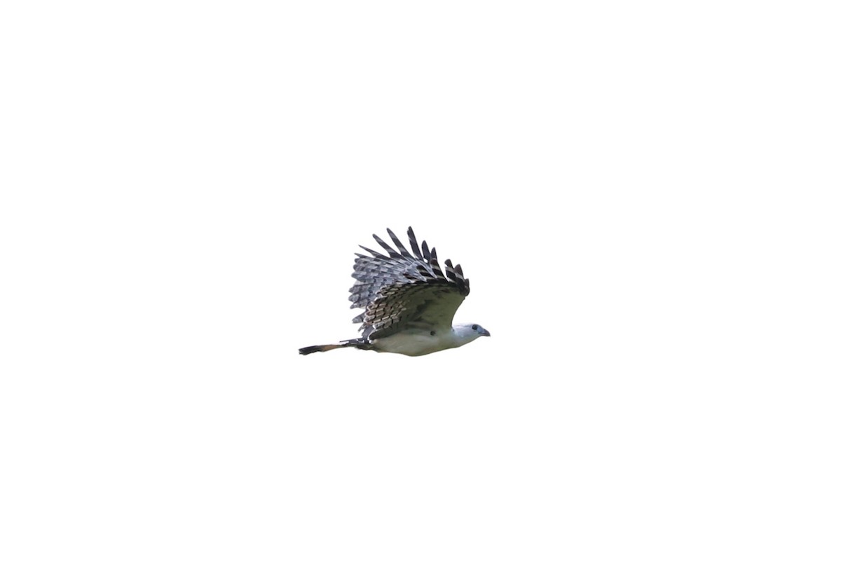 White-collared Kite - ML641647663