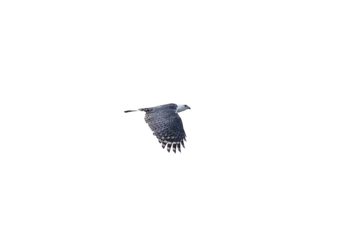 White-collared Kite - ML641647667