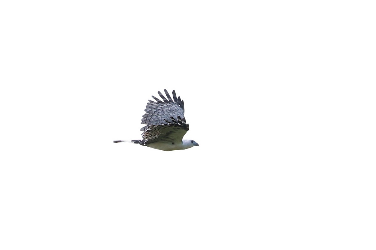White-collared Kite - ML641647668