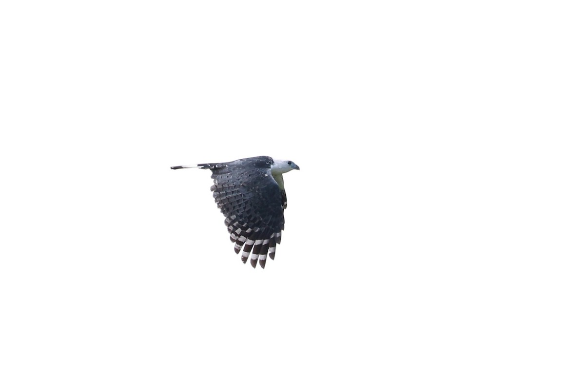 White-collared Kite - ML641647669