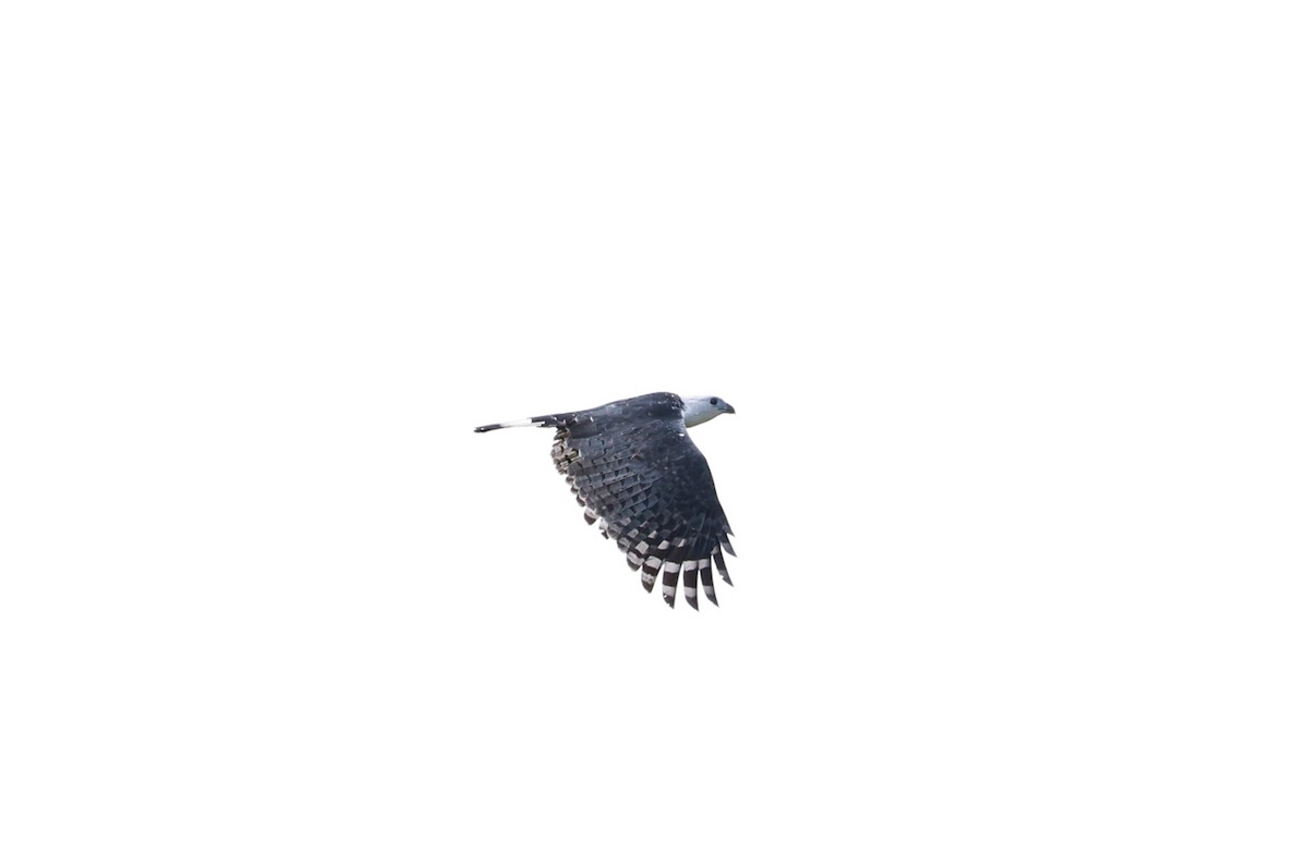 White-collared Kite - ML641647671