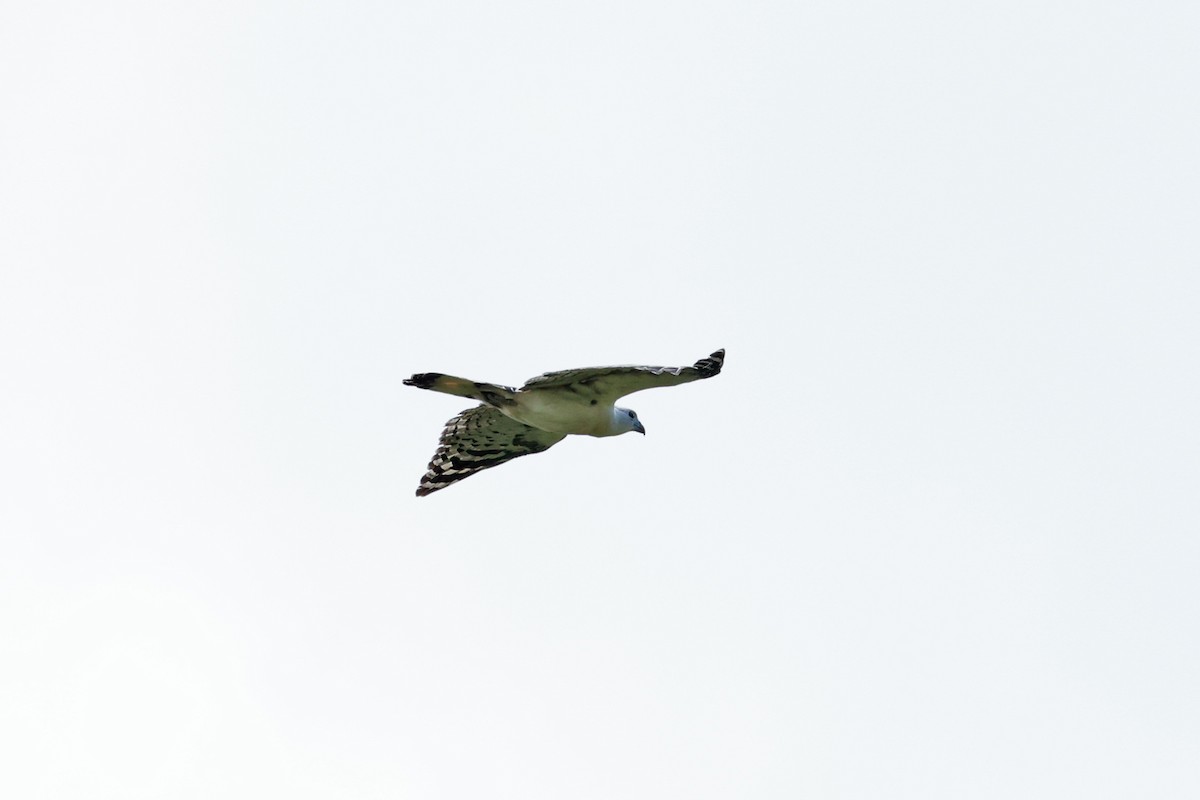 White-collared Kite - ML641647672