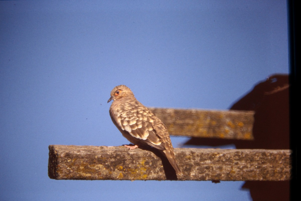 Bare-faced Ground Dove - ML641647710