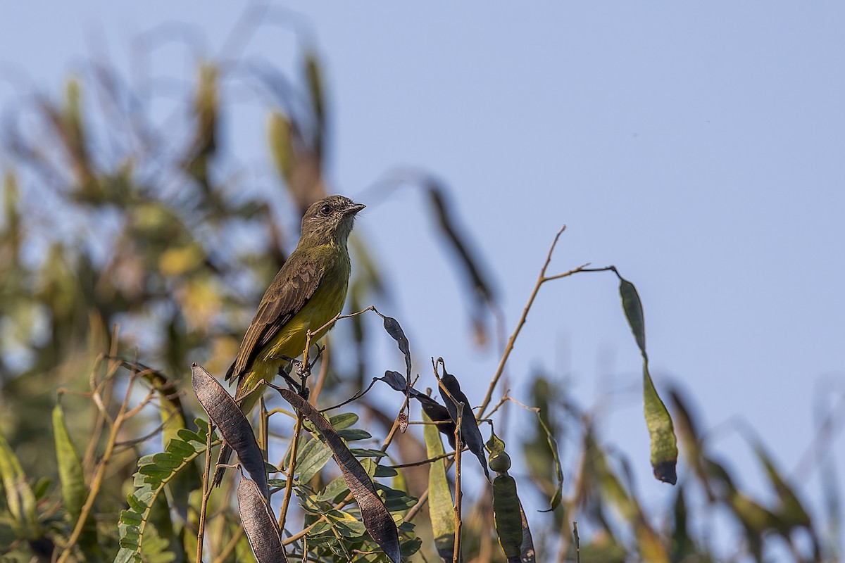 Dusky-chested Flycatcher - ML641647717