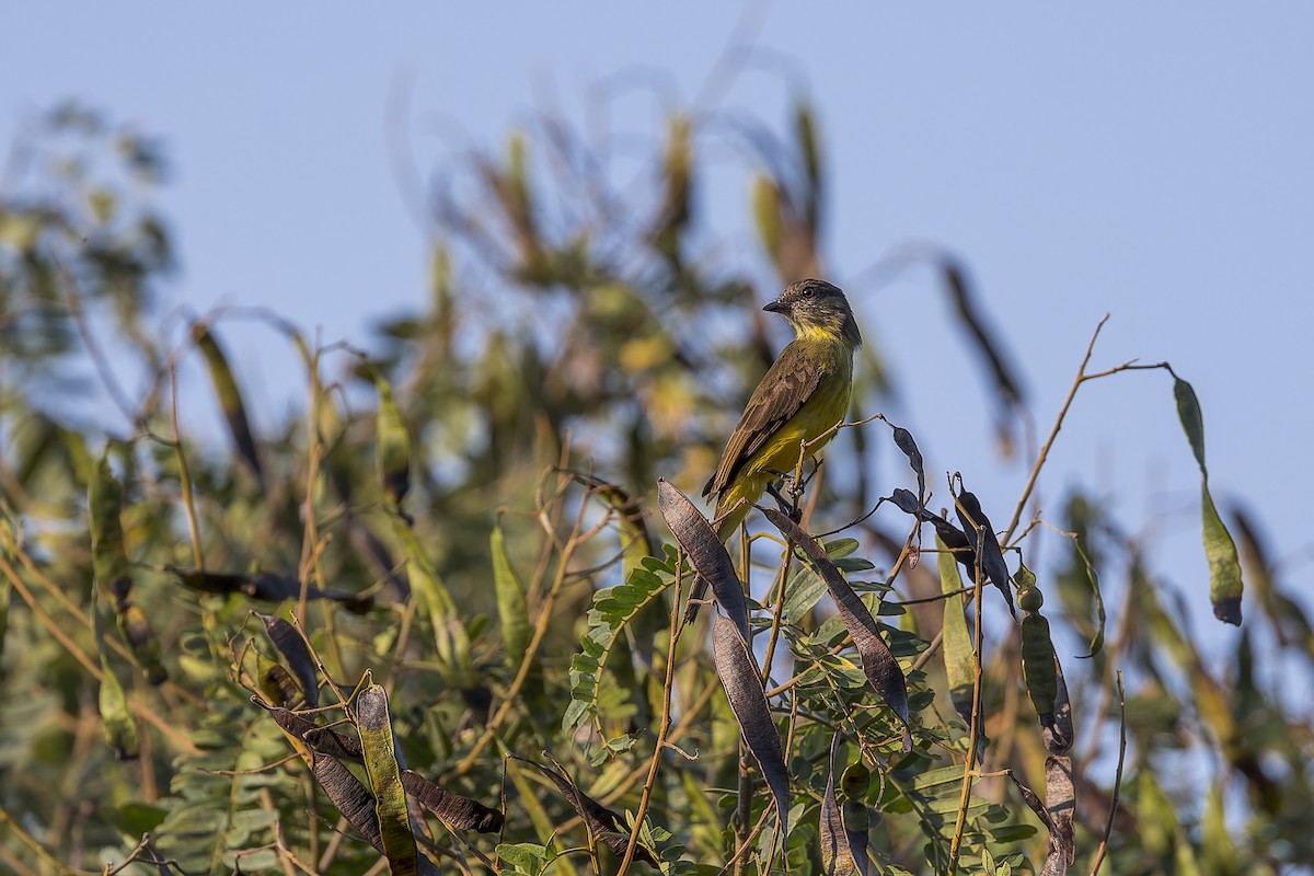 Dusky-chested Flycatcher - ML641647718