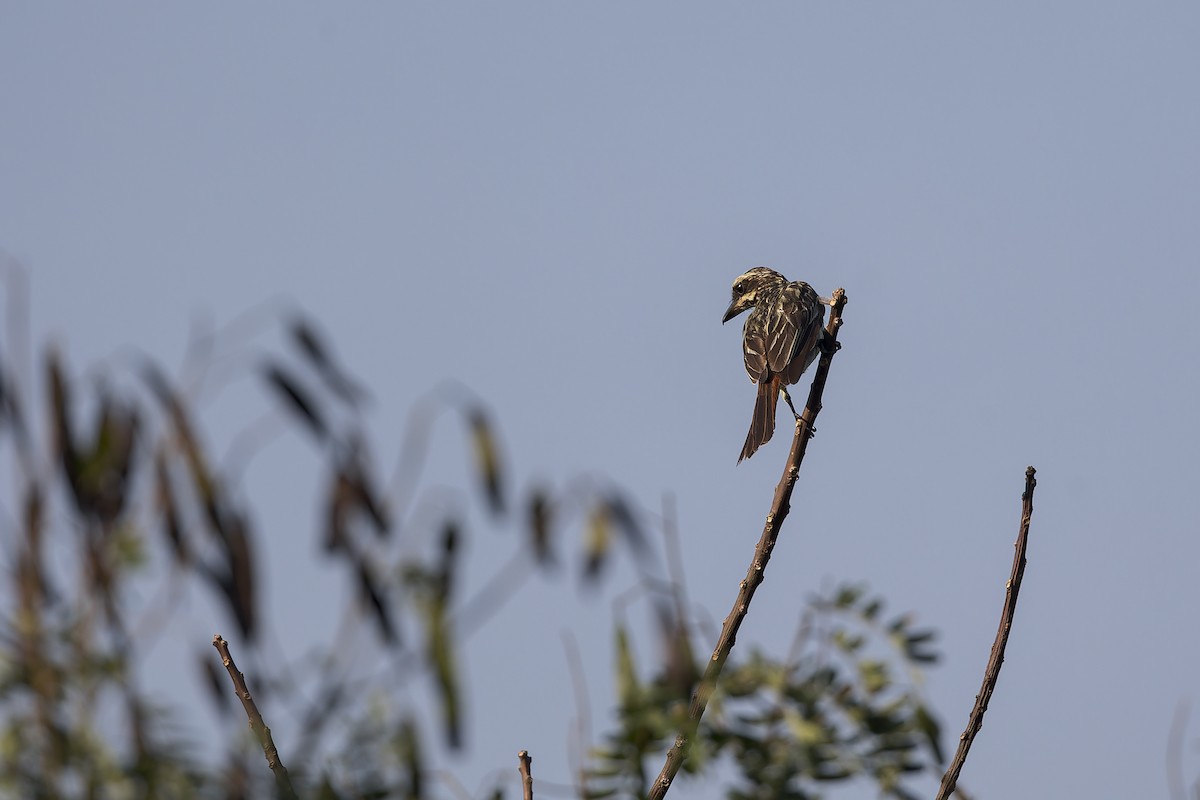 Streaked Flycatcher - ML641647719