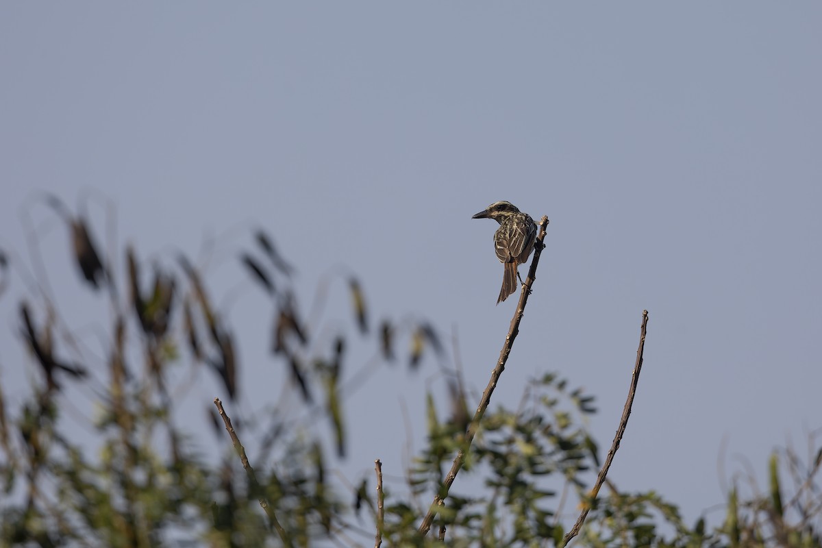 Streaked Flycatcher - ML641647720