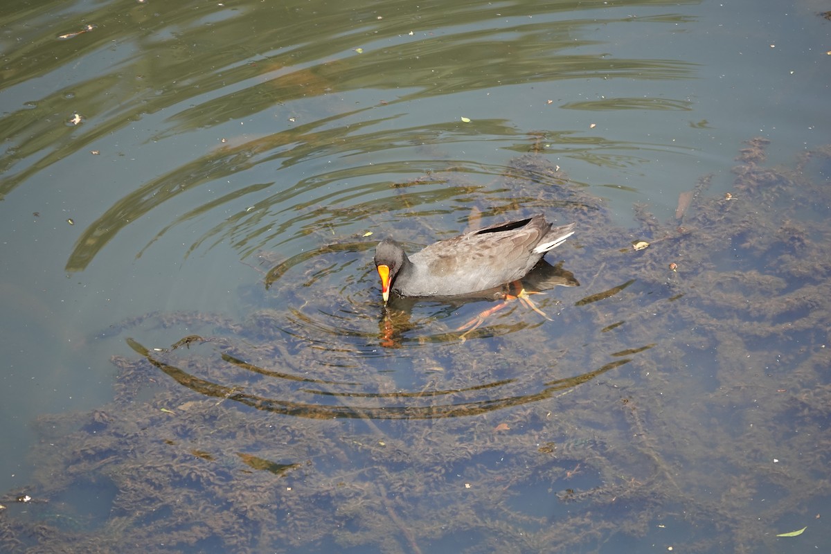 Dusky Moorhen - ML641647748