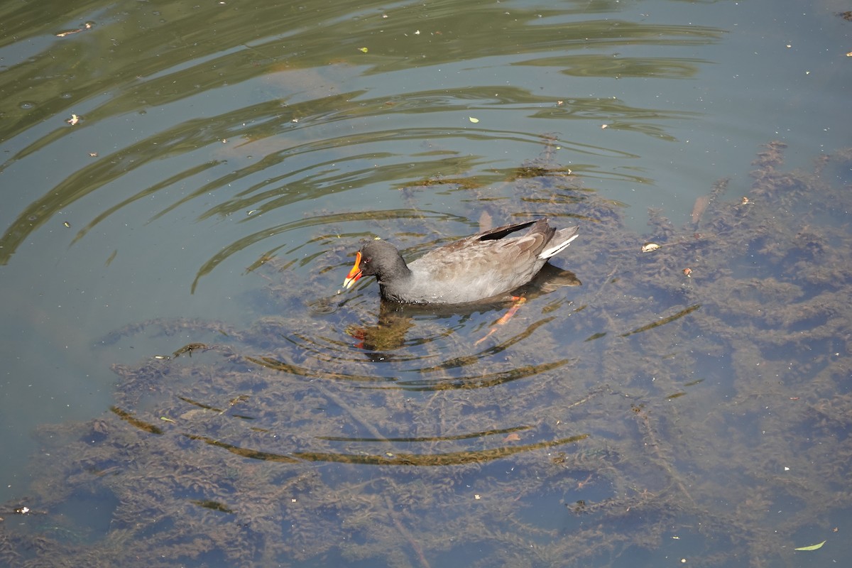Dusky Moorhen - ML641647752