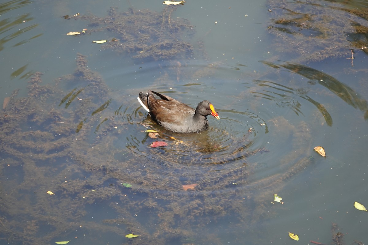 Dusky Moorhen - ML641647753