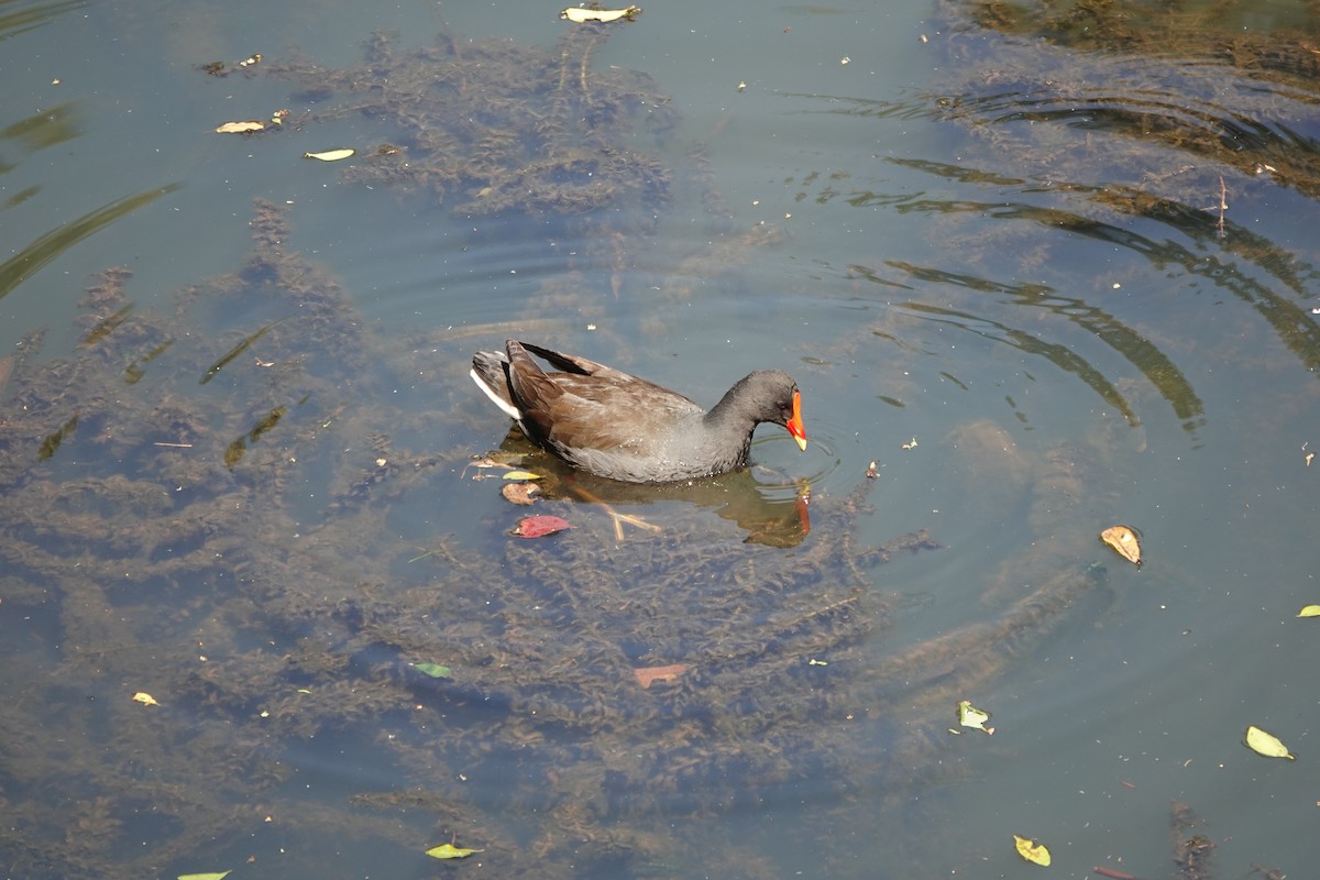 Dusky Moorhen - ML641647762