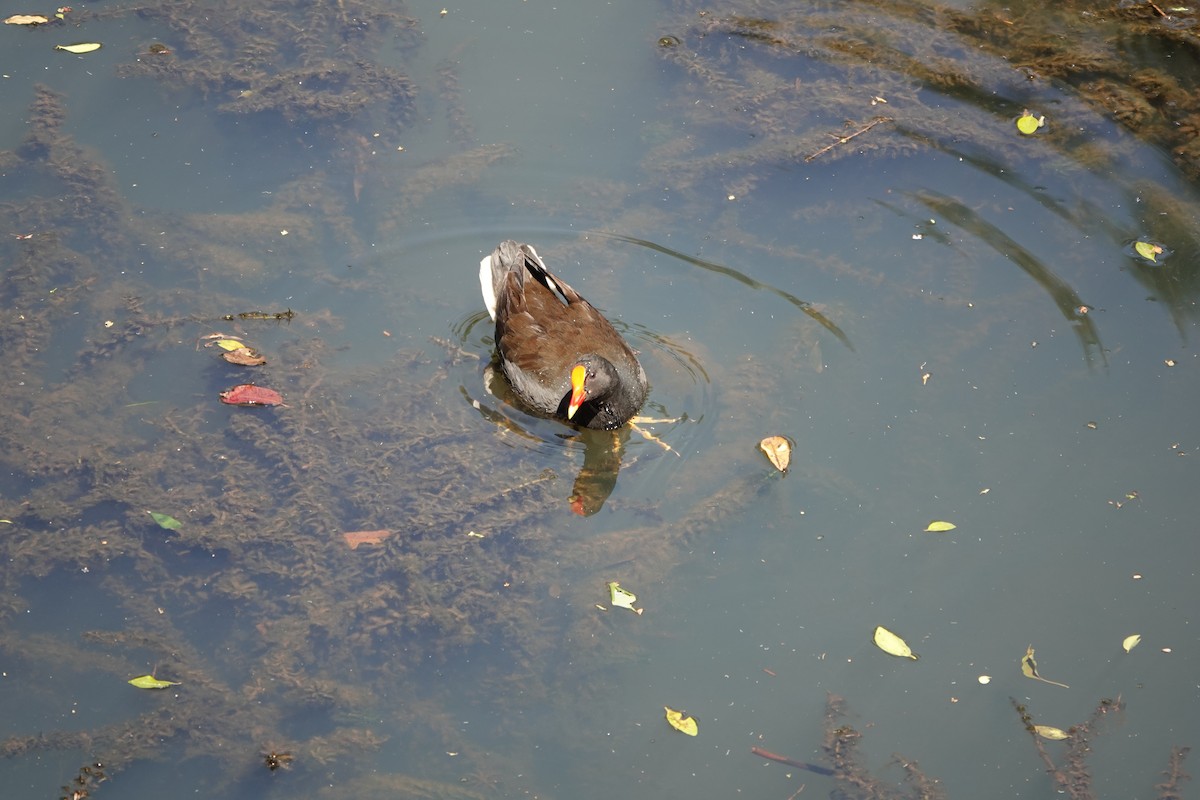 Dusky Moorhen - ML641647763