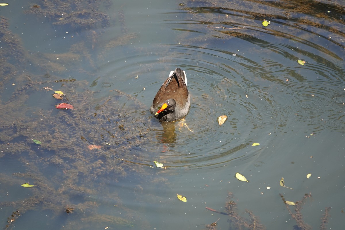 Dusky Moorhen - ML641647775