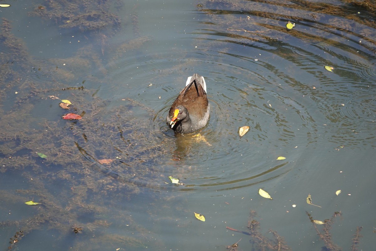 Dusky Moorhen - ML641647776