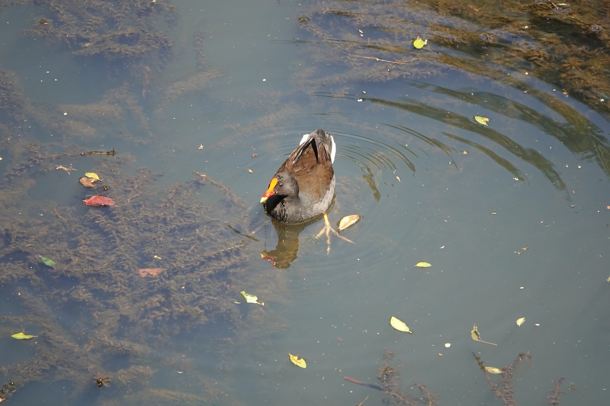 Dusky Moorhen - ML641647777