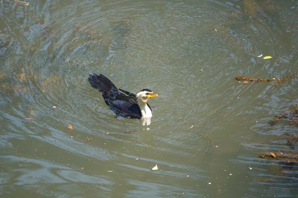 Little Pied Cormorant - ML641647839