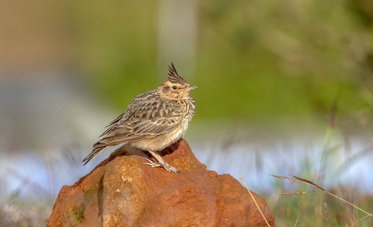 Malabar Lark - ML641647840