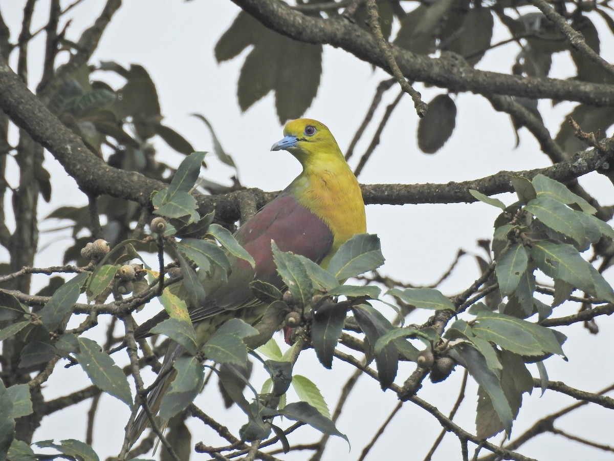 Wedge-tailed Green-Pigeon - ML641647847