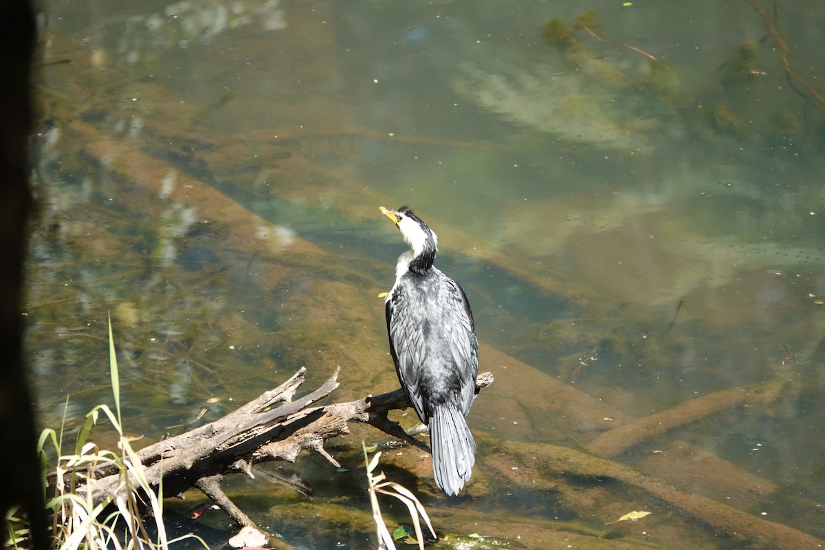 Little Pied Cormorant - ML641647849