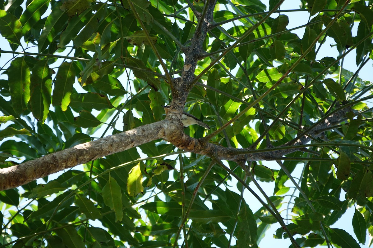 Leaden Flycatcher - ML641647853