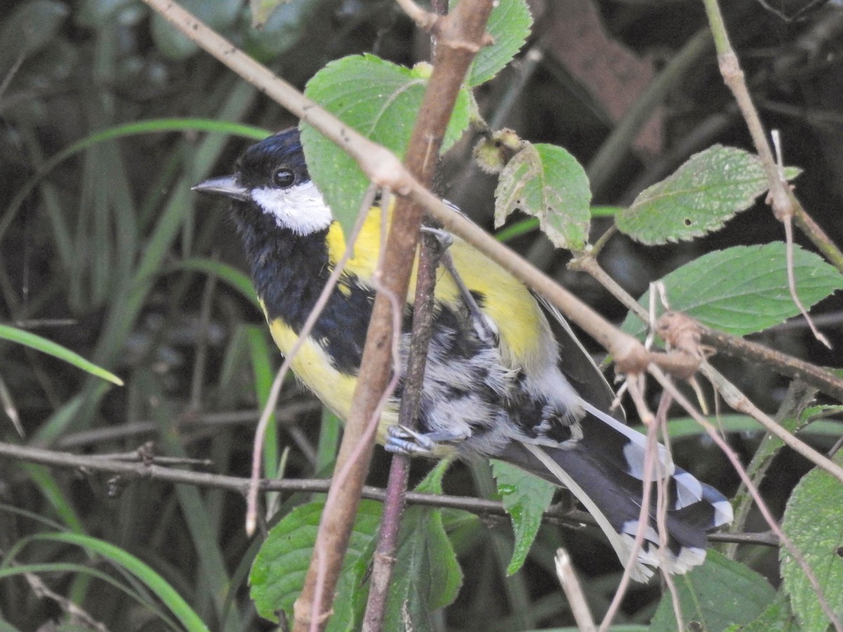 Green-backed Tit - ML641647856