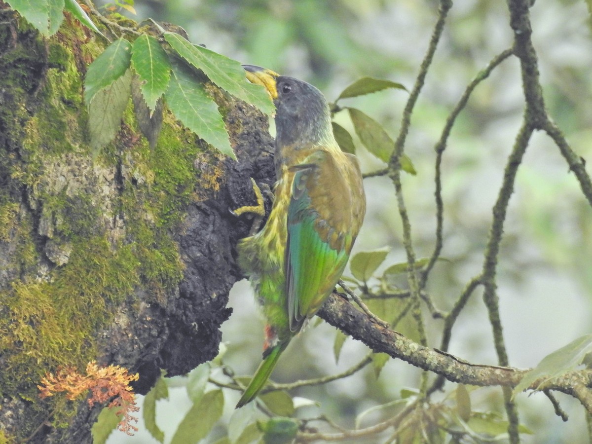Great Barbet - ML641647865