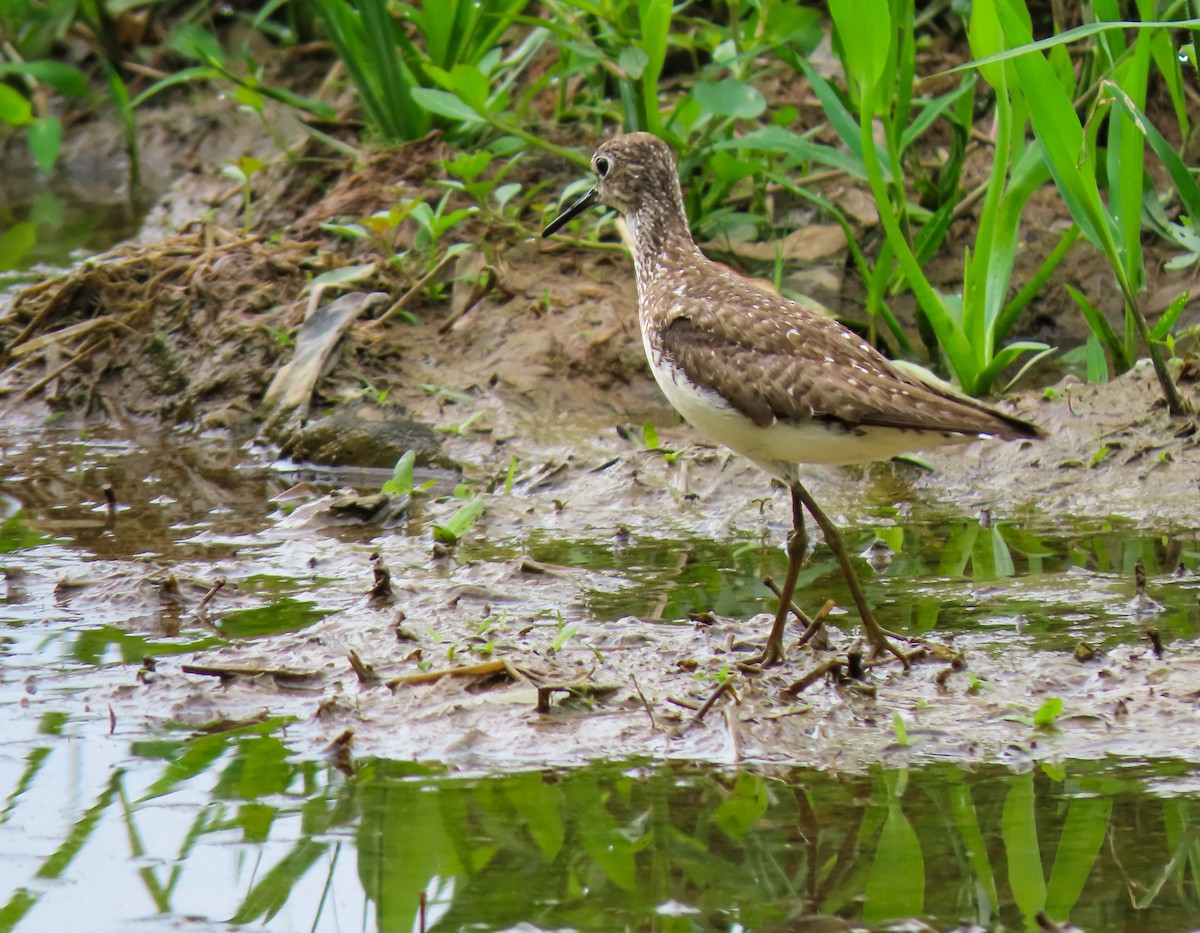 Solitary Sandpiper - ML641647883