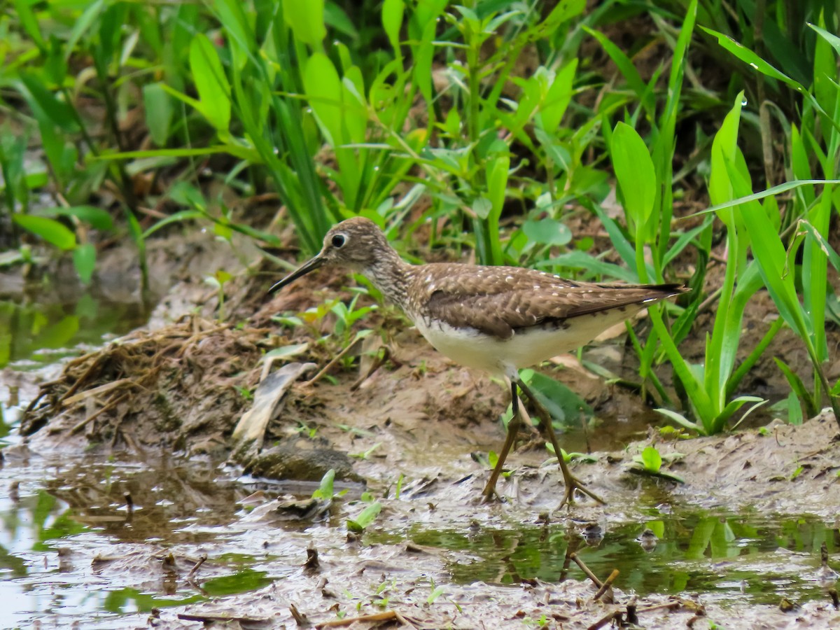 Solitary Sandpiper - ML641647884