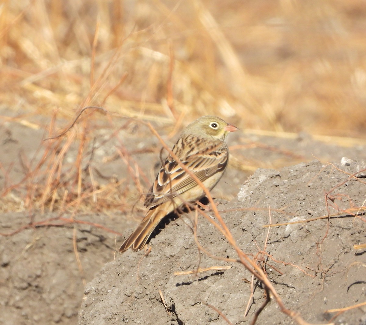 Ortolan Bunting - ML641647935