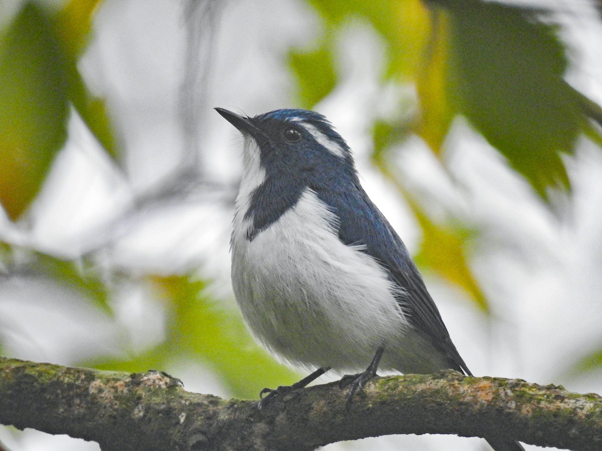 Ultramarine Flycatcher - ML641647946