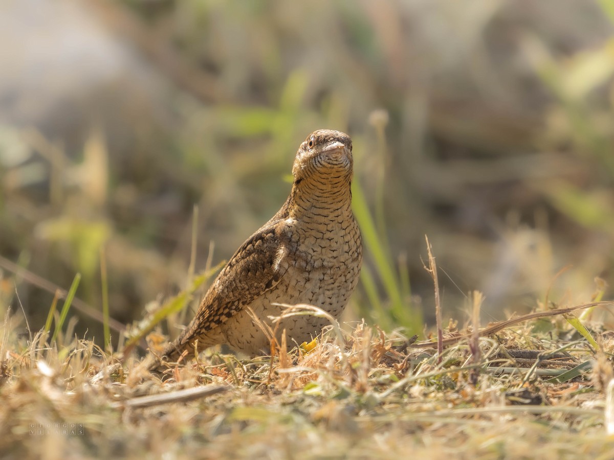 Eurasian Wryneck - ML641647949