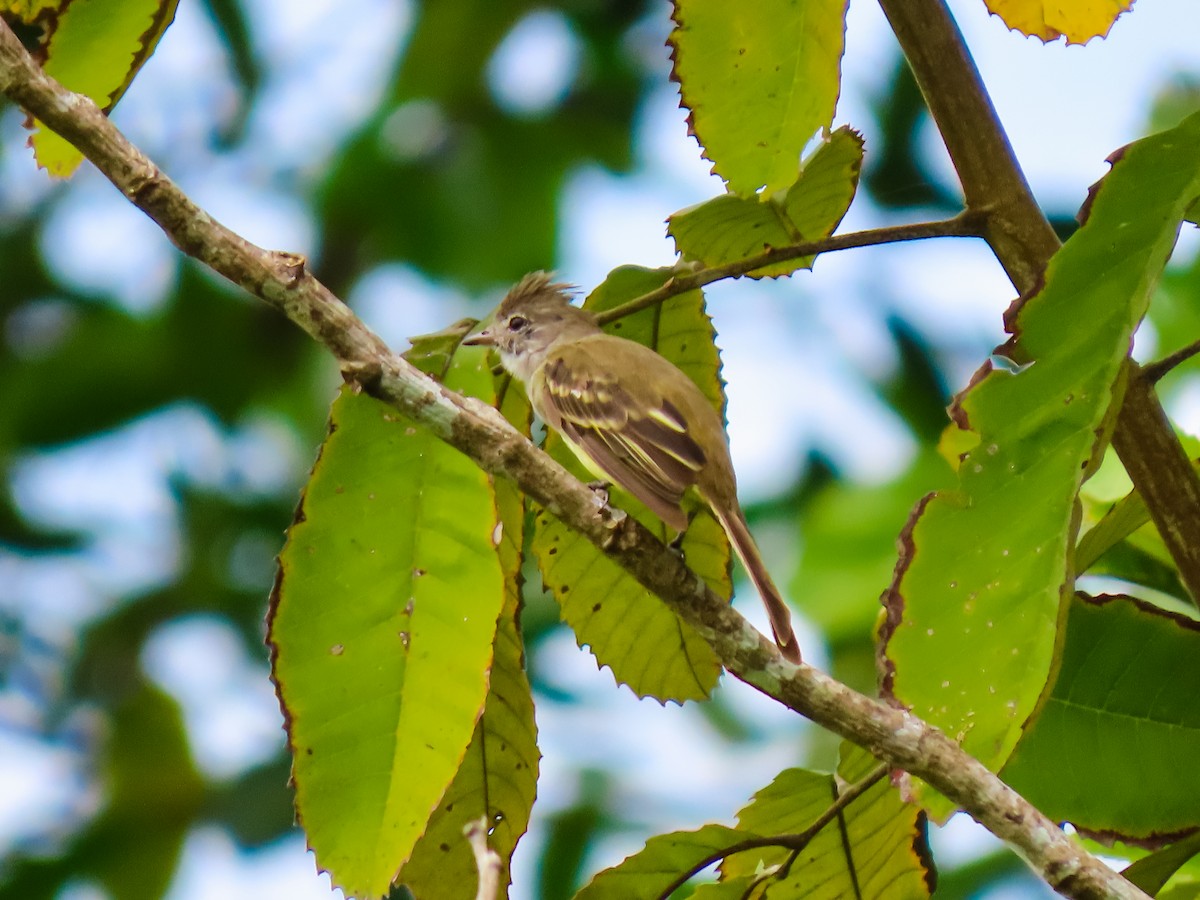 Yellow-bellied Elaenia - ML641647994