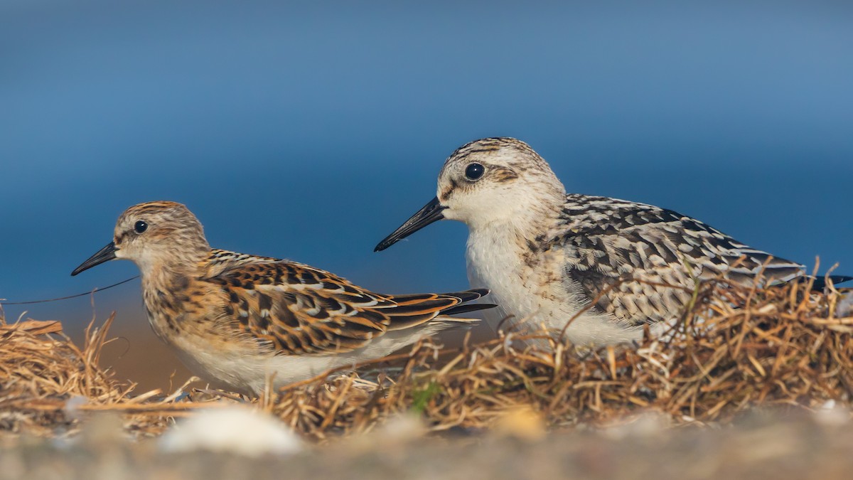 Sanderling - ML641648013