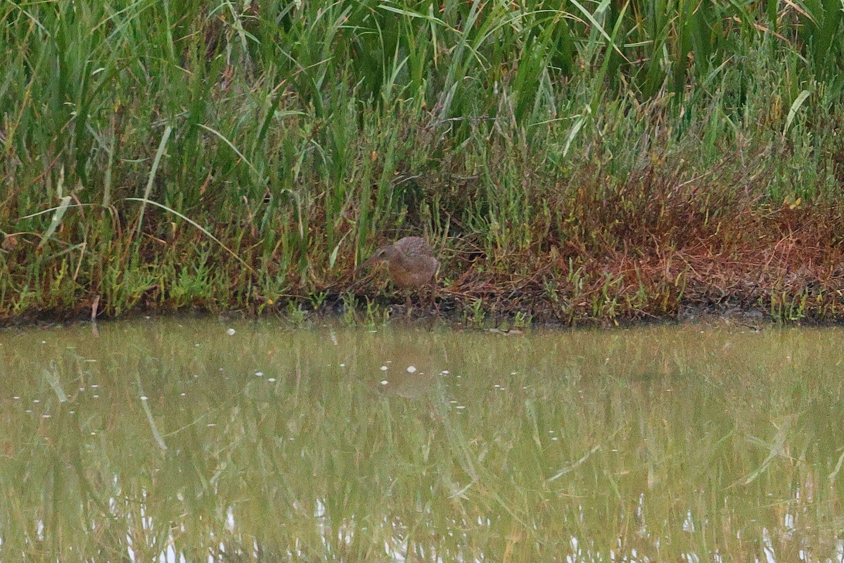 Ridgway's Rail - ML641648021