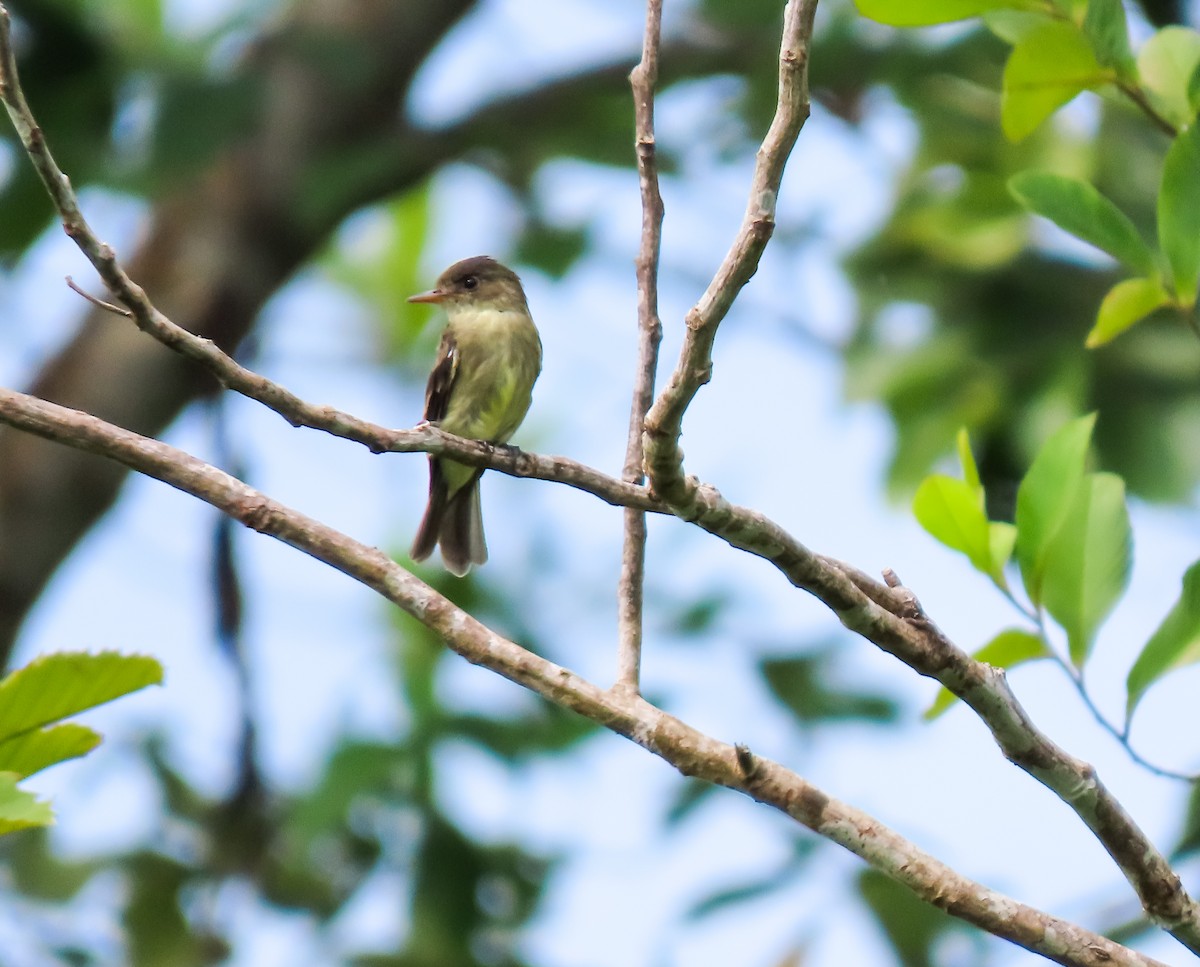 Northern Tropical Pewee - ML641648040