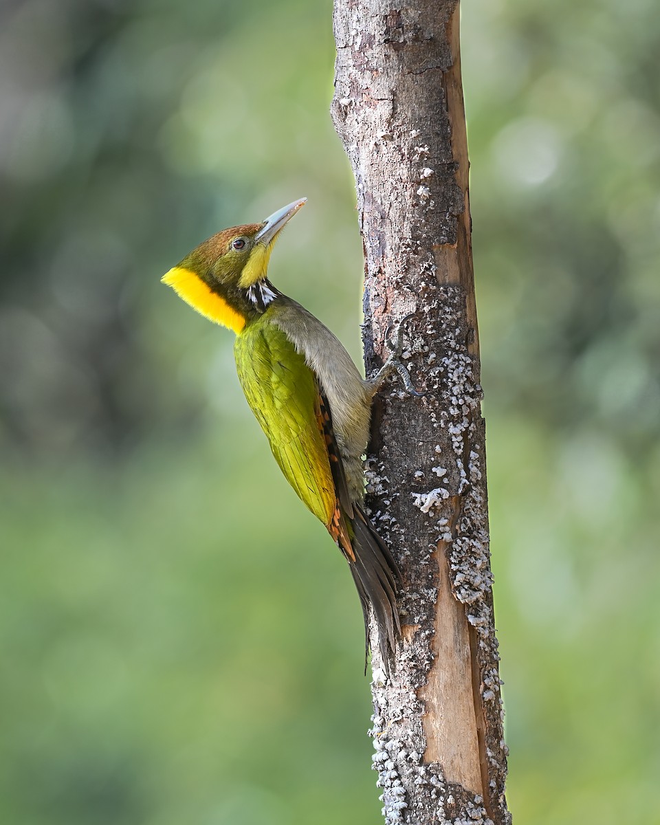 Greater Yellownape - ML641648053